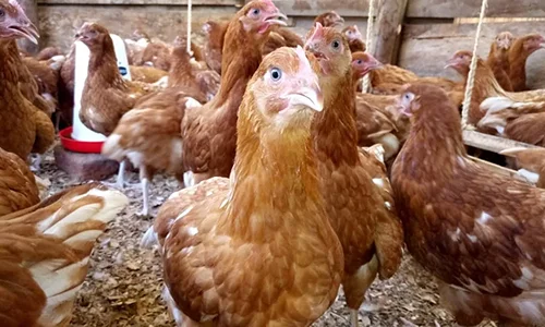 Brown hens in a barn, with a few birds in focus and others in the background among straw bedding.