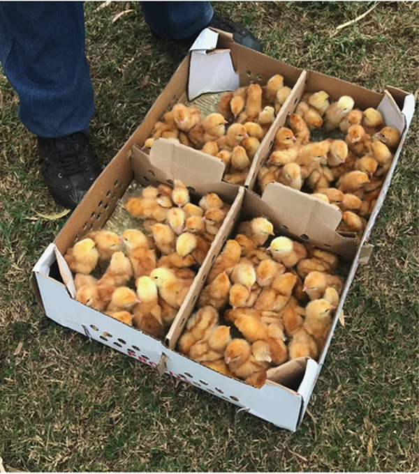 Box filled with yellow chicks resting on grass, with a person's legs visible beside it.