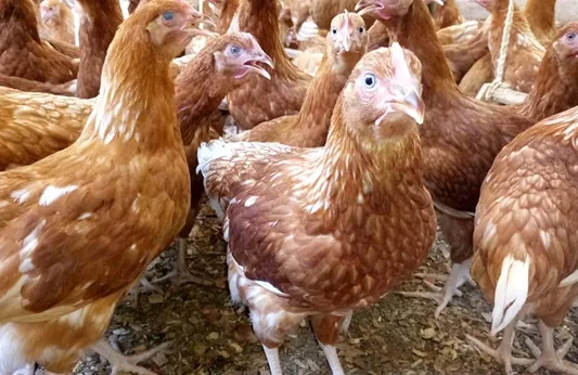 A group of brown hens in a farm setting, some looking directly at the camera.
