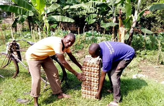 Two men working together to lift a stack of egg cartons in a rural farm setting surrounded by green plants.