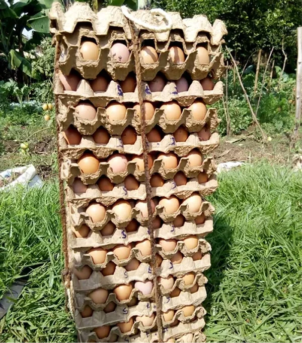 Stack of egg cartons filled with brown eggs, placed on green grass in a farm setting.