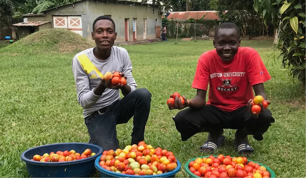Two men kneel on grass, holding ripe tomatoes and surrounded by blue baskets filled with more tomatoes.